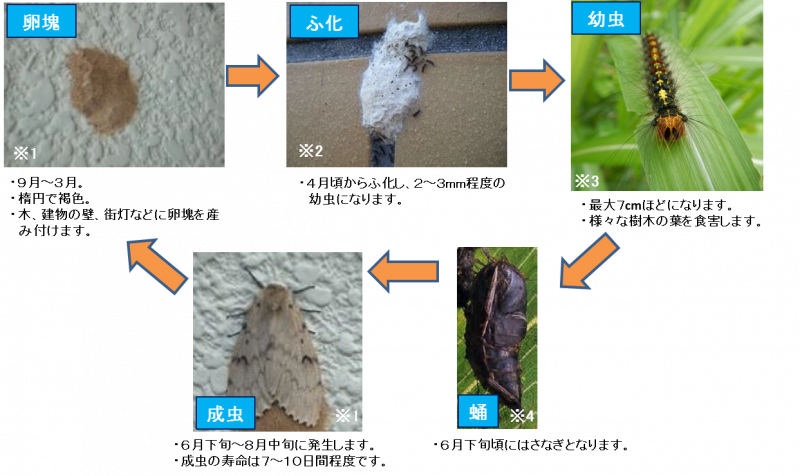 マイマイガの生態の説明図