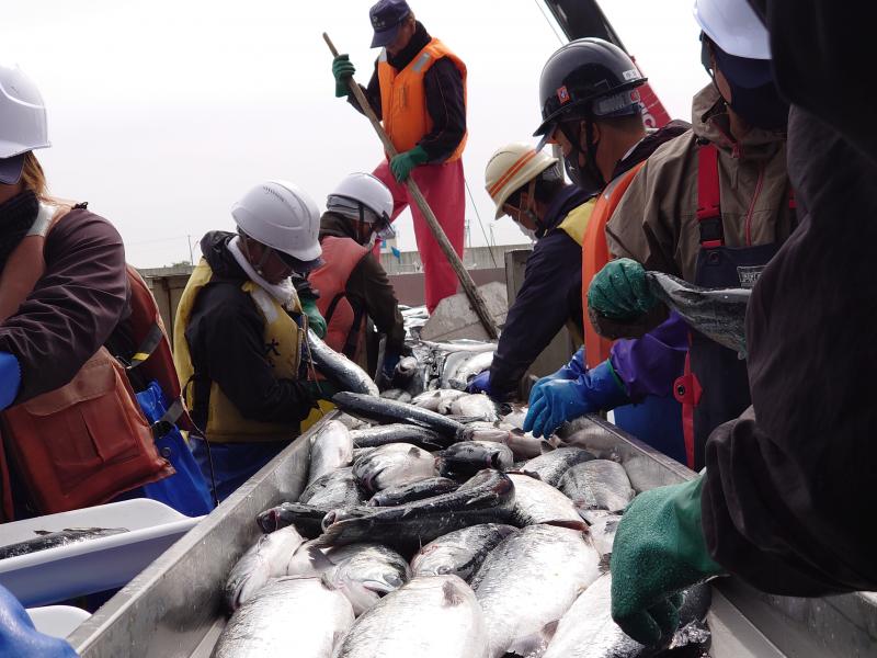 210527 ギンザケ今期初水揚げ (3).JPG