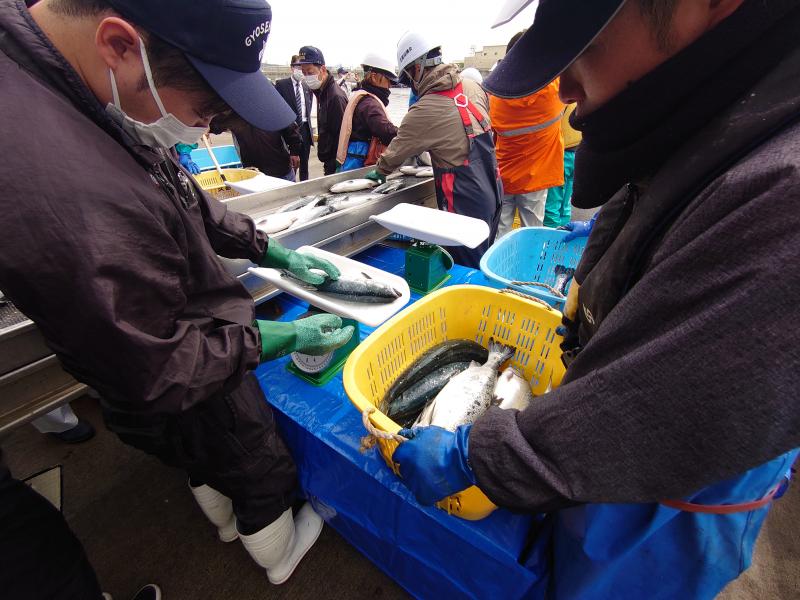 210527 ギンザケ今期初水揚げ (2).JPG