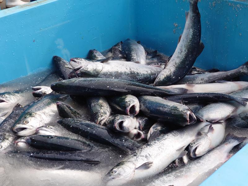 210527 ギンザケ今期初水揚げ (6).JPG