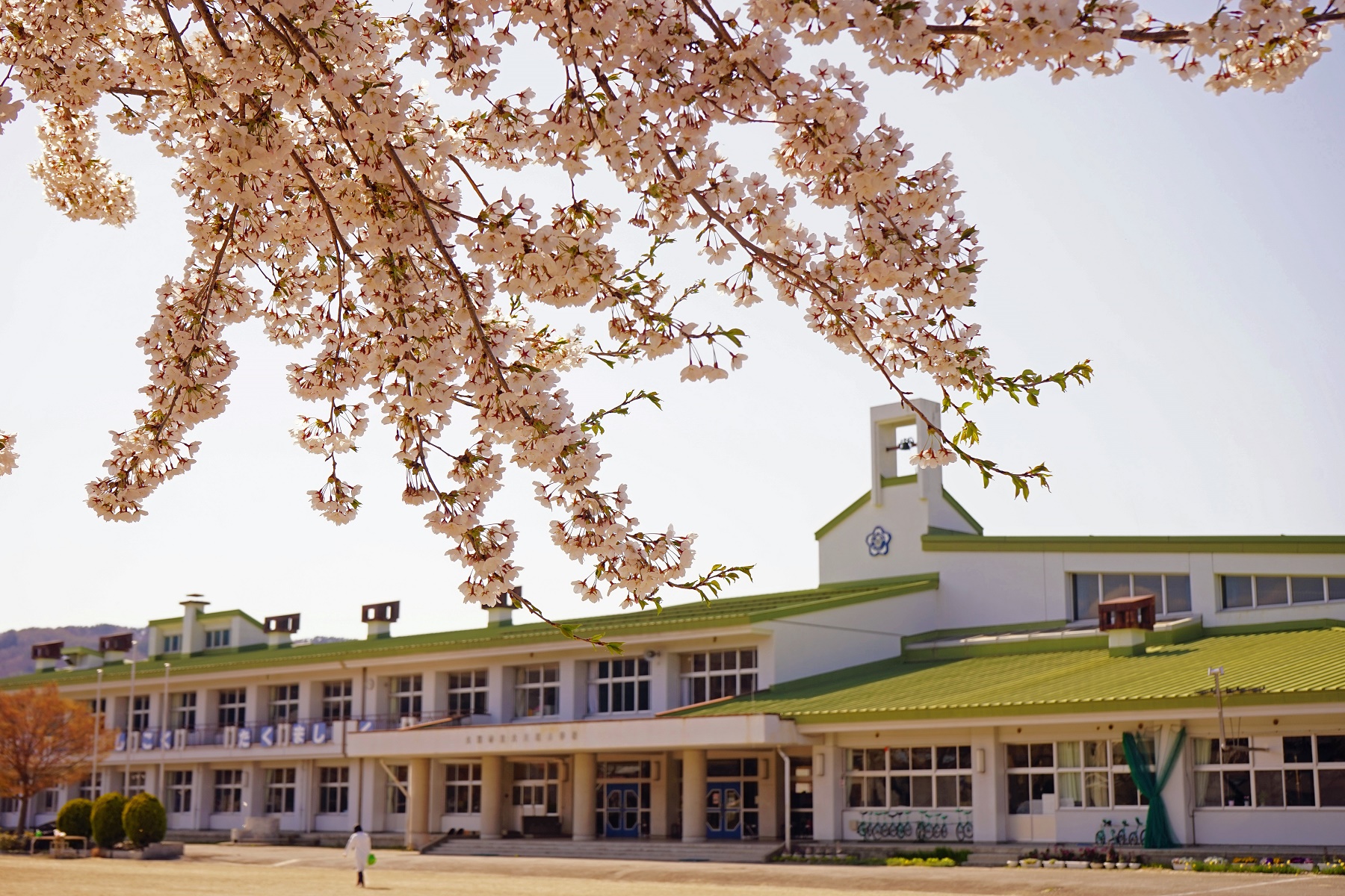桜の花の奥に黄緑色の屋根の2階建て校舎が見えている写真