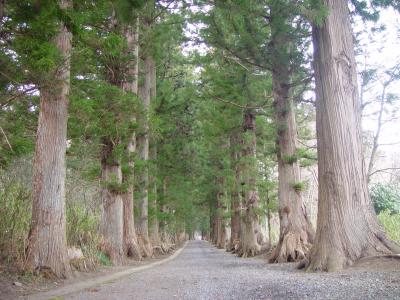 慈光寺の杉並木