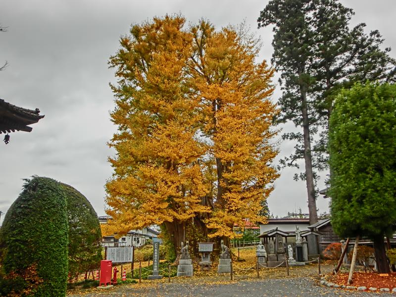 長泉寺の大公孫樹
