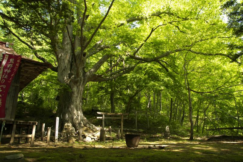 下戸鎖のケヤキ