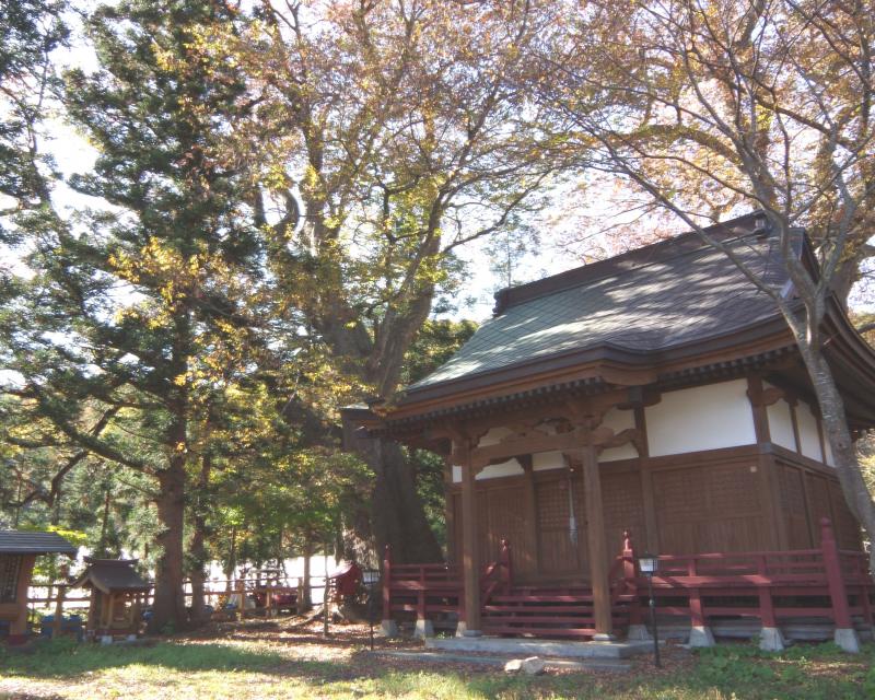 霜畑のケヤキ群