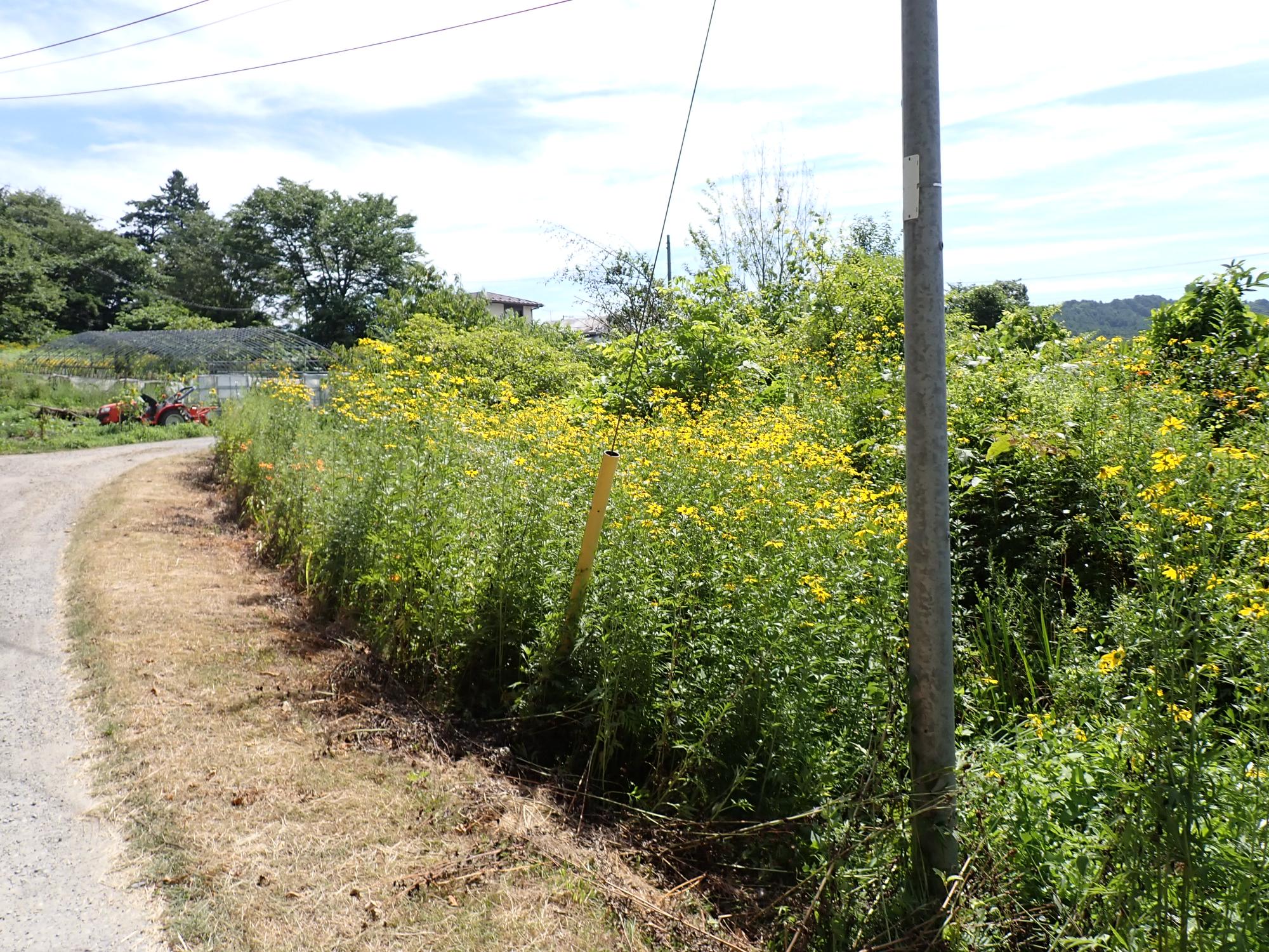 オオハンゴンソウの画像