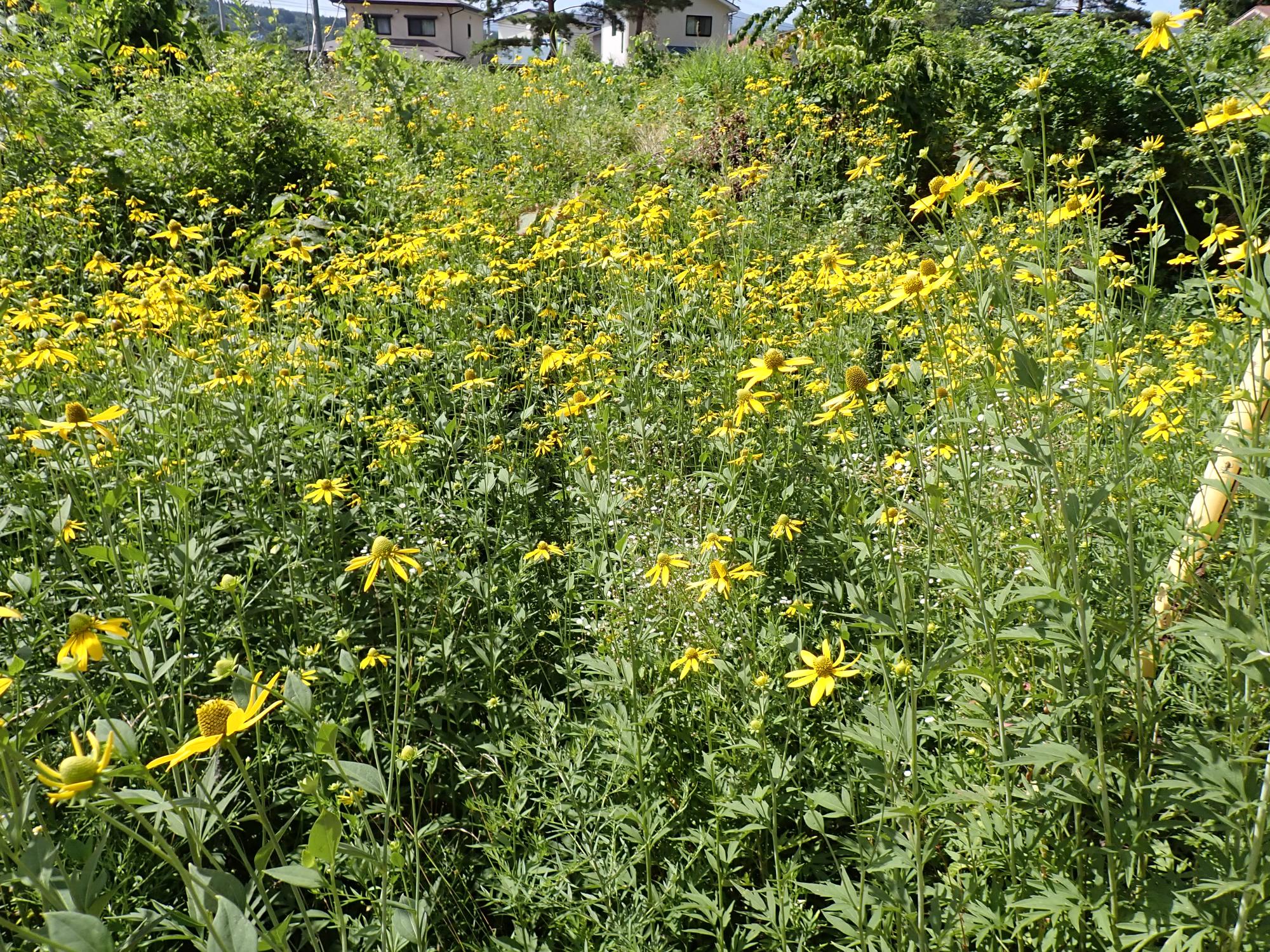 オオハンゴンソウの画像