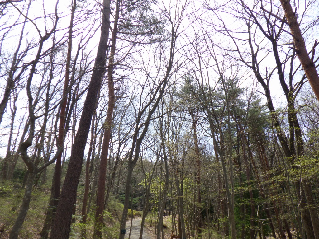 たくさんの木が空に向かって生えている写真