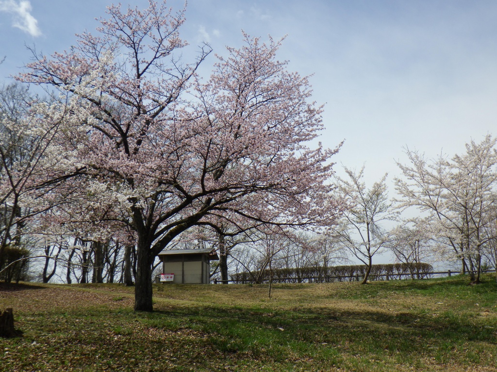 広い野原に桜の木が植わっている写真