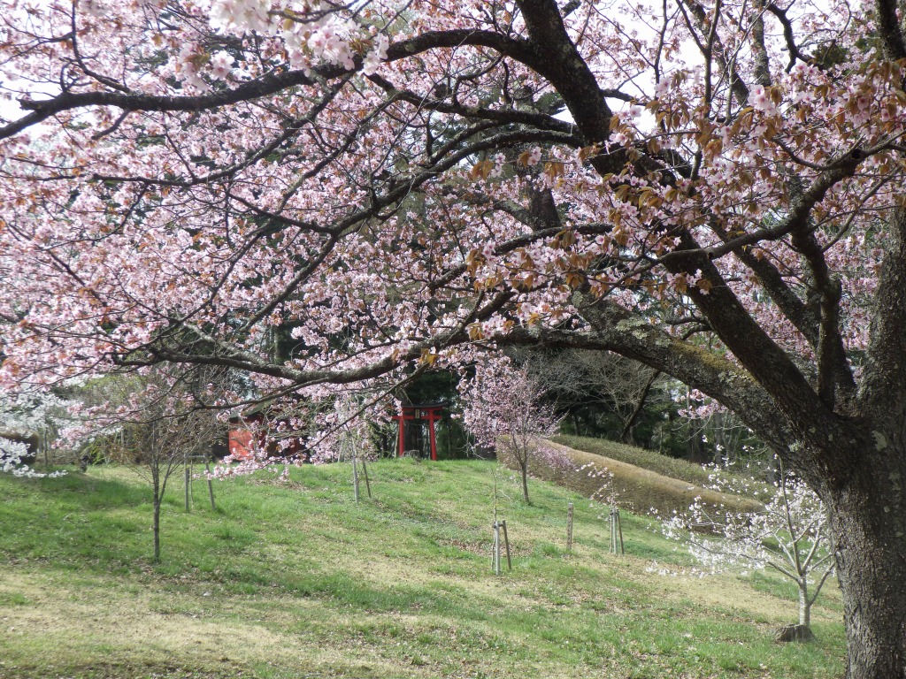 桜の木の枝と花をクローズアップで撮った写真