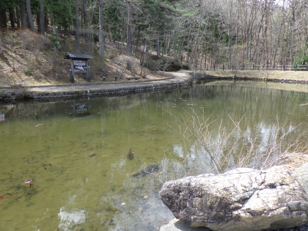 水が透き通り底が見える池の写真