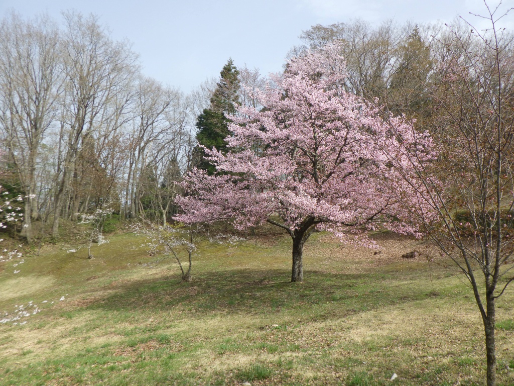 広い野原に桜の木が1本植わっている写真