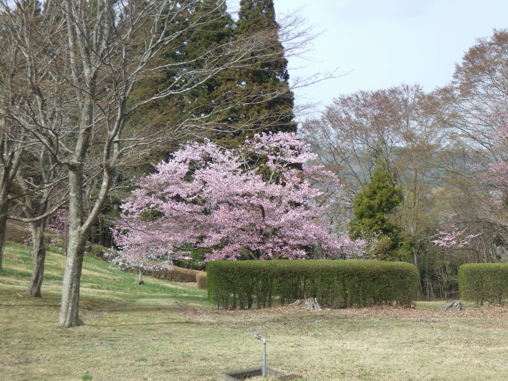 生垣があるその奥に桜の木が見える写真