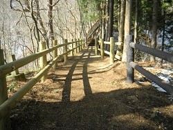 森の中の両サイドに柵のある小道の写真