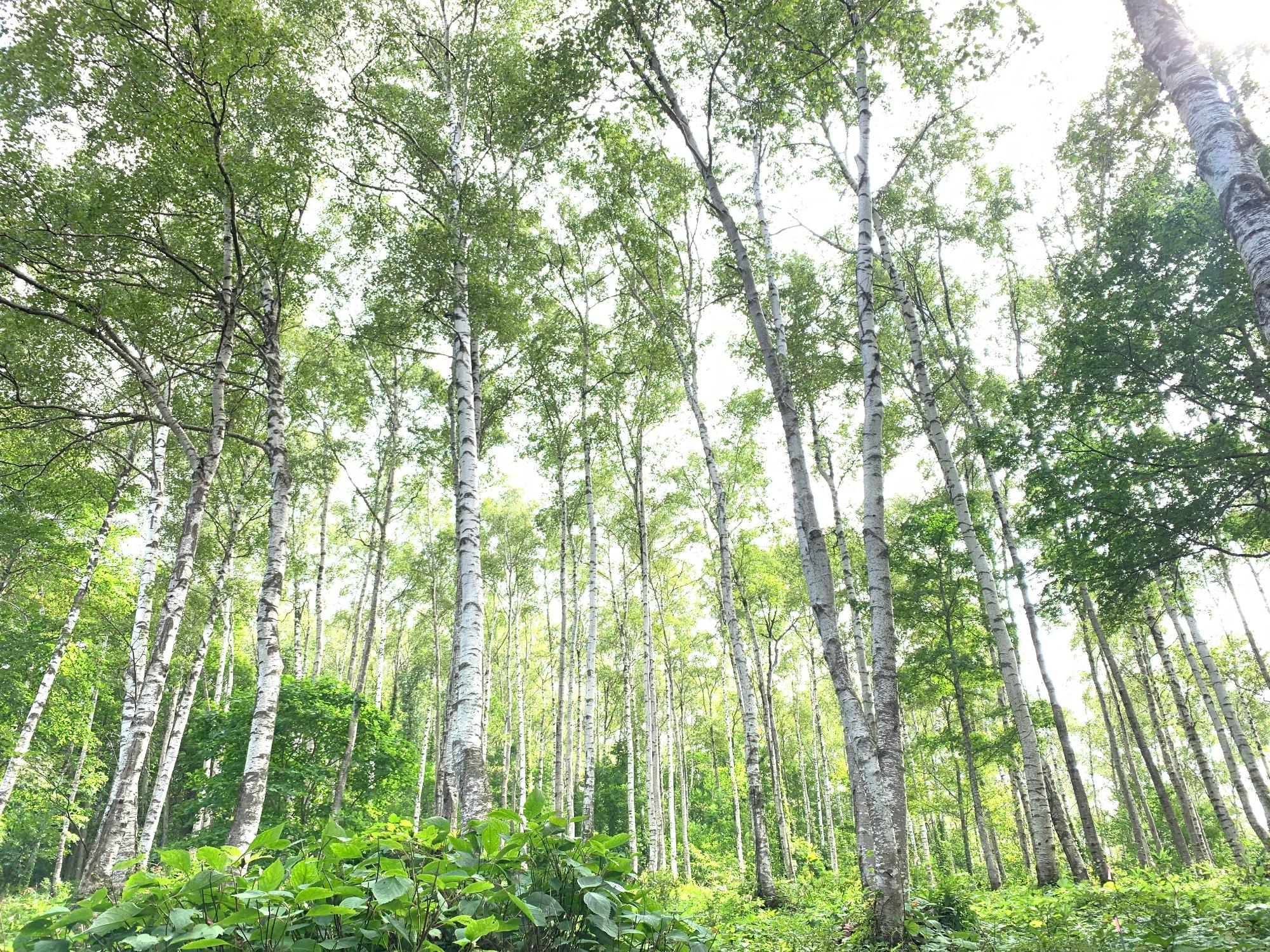 細く高い木が何本も生えている林の写真
