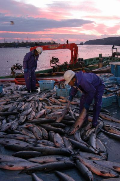 鮭の水揚げ