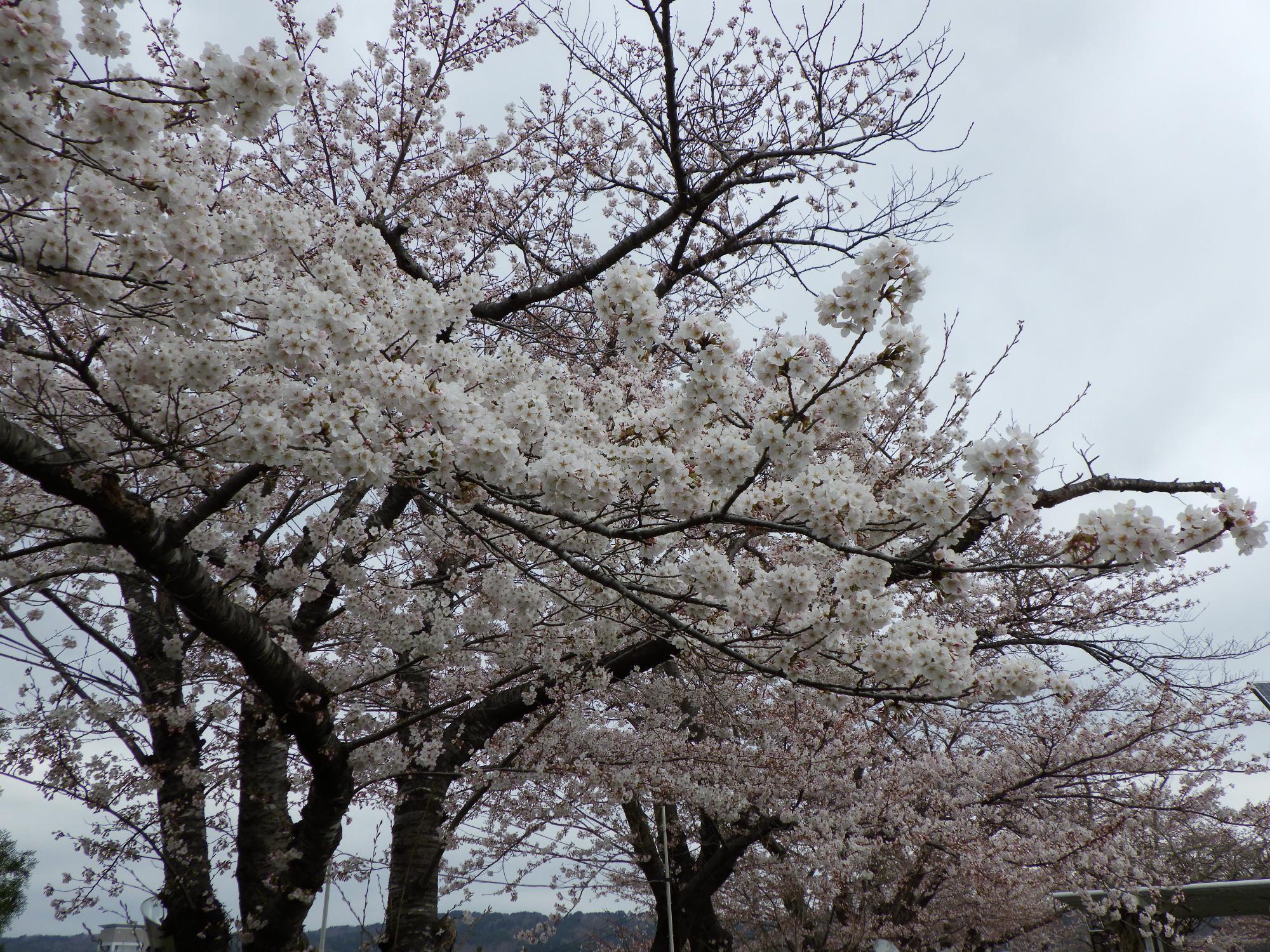 巽山公園の桜の開花状況1