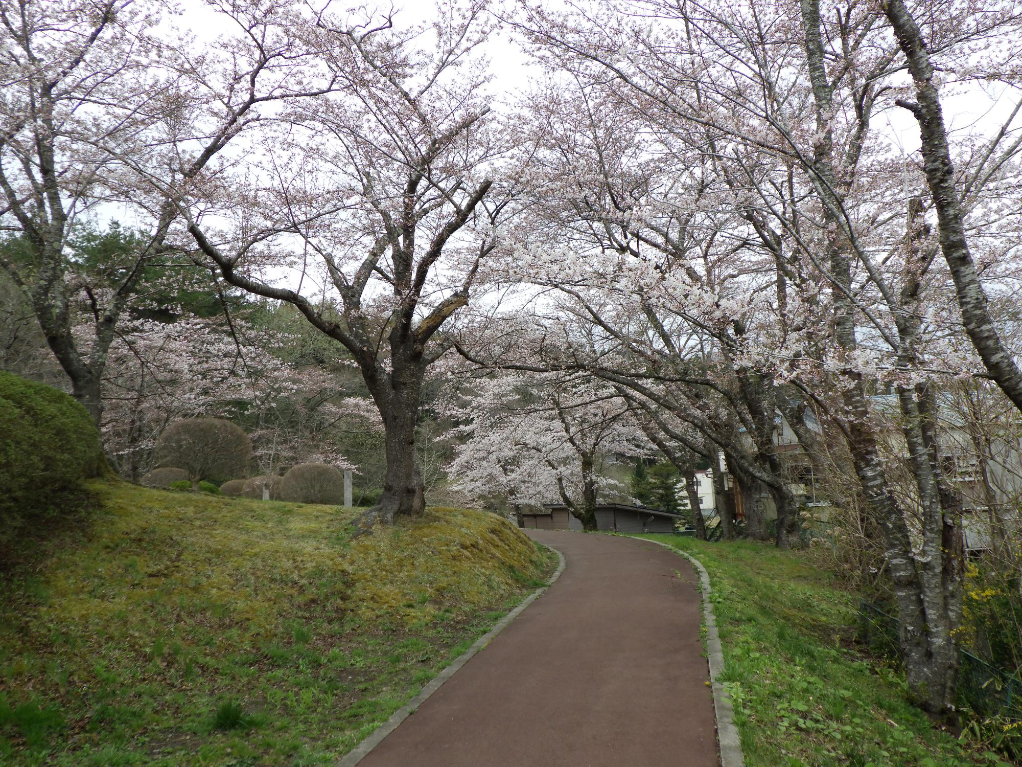 巽山公園の桜の開花状況2