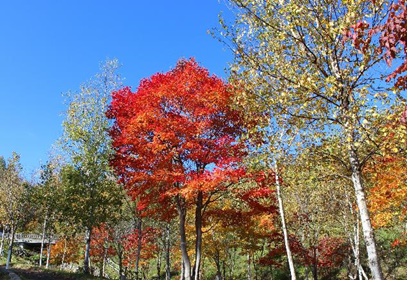 青空の下、赤や黄色に色づいた木々の写真