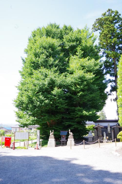 お寺の境内に葉がとても大きく茂っている木が植えられている写真