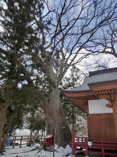神社の建物の隣に植えられている枝が空に向かって様々に分かれている巨木の写真