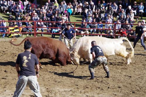 牛2頭が角を突き合わせ闘っている写真
