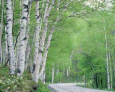 路の両脇に白い樹皮の木がたくさん植わっている写真