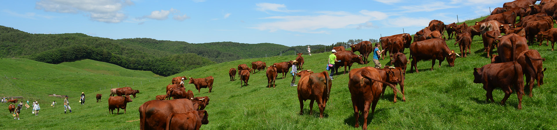 丘にいる茶色い牛とその世話をする人たちの写真