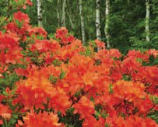 森林の前に咲くたくさんのオレンジ色のツツジの写真