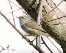 うぐいすが木の枝に止まっている写真